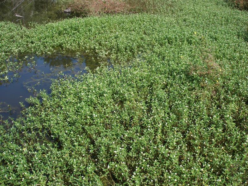 Alligatorweed Outdoor Alabama